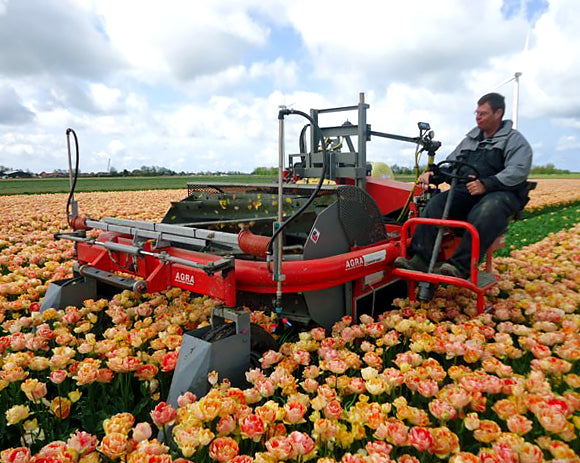 About the Grower: Maveridge