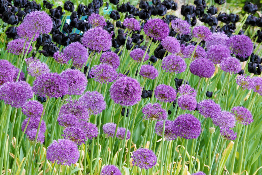 Allium