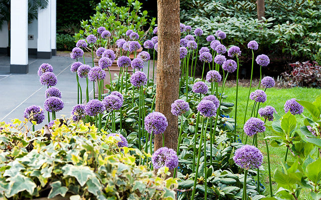 Allium Purple Sensation: A New Gardening Trend