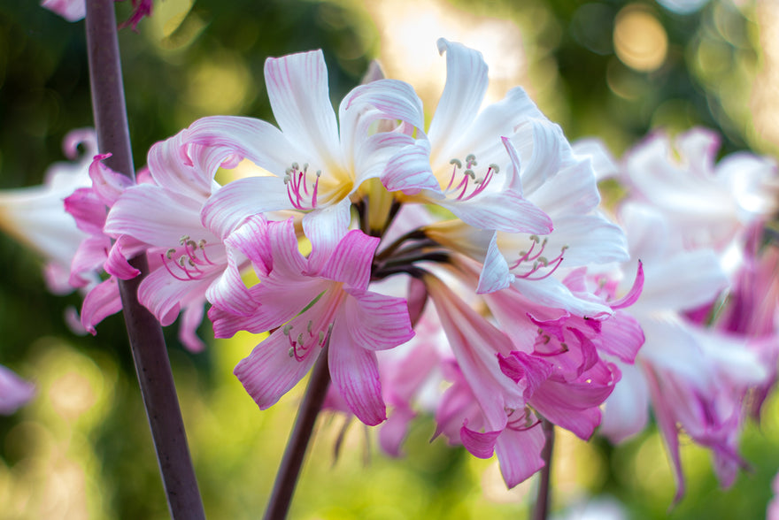 Amaryllis belladonna