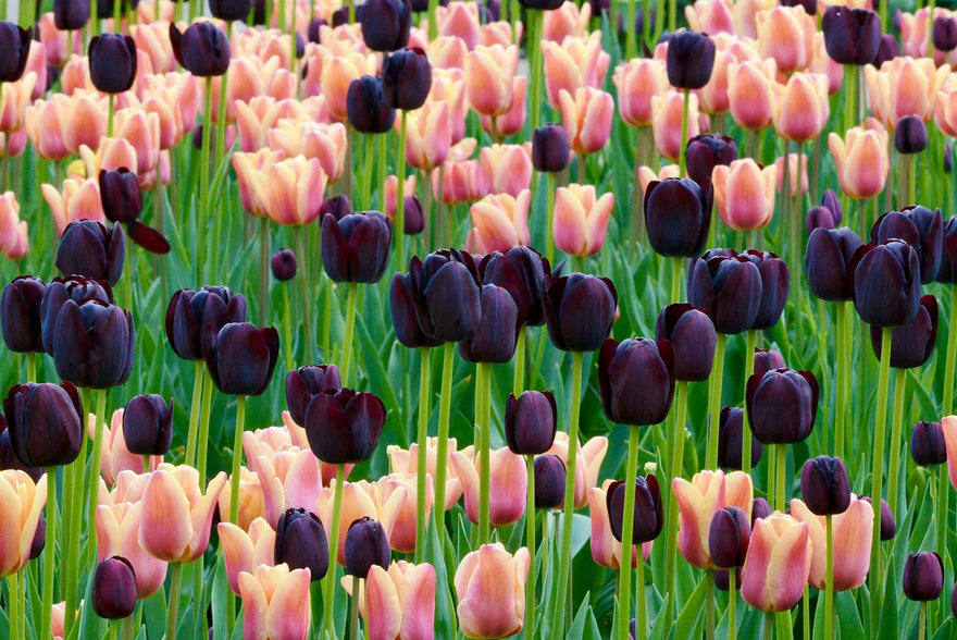 Do black tulips exist?