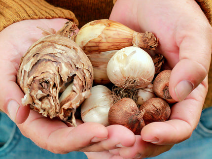 Bulbs, corms, tubers, or rhizomes? The differences!