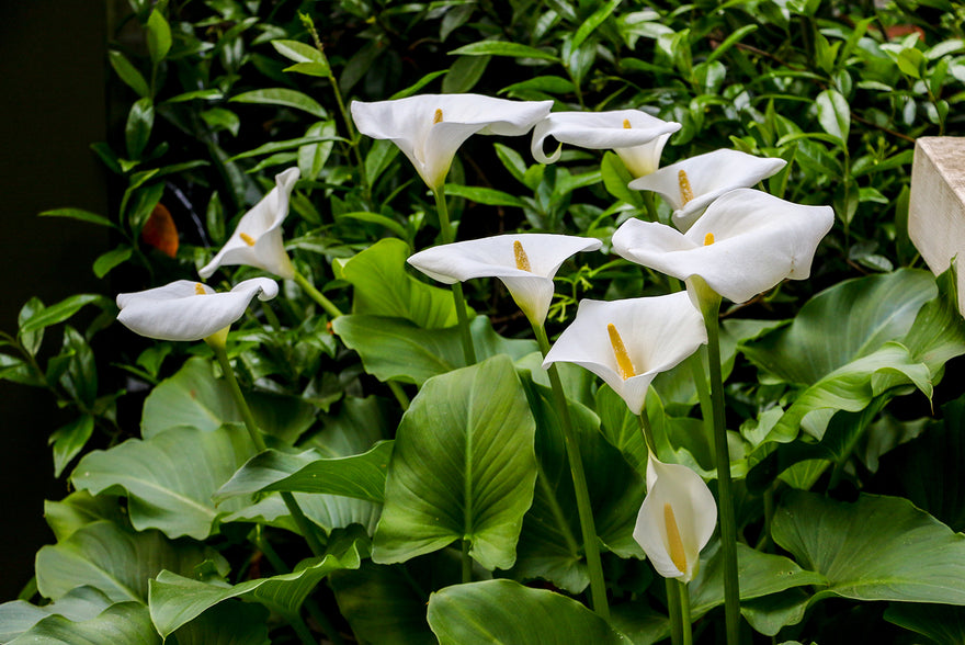 Calla aethiopica