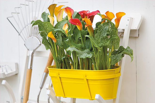 Growing Callas for Pots vs Calla Cut Flower Production