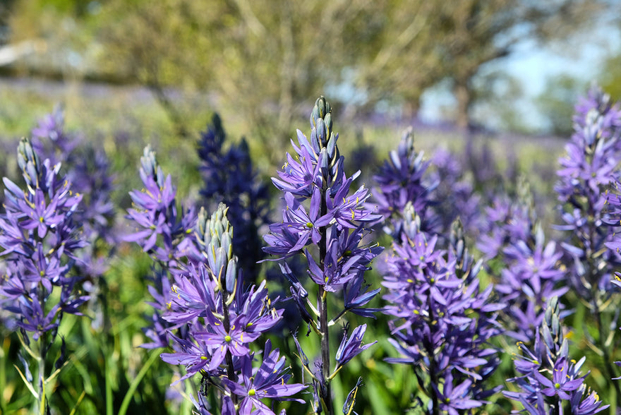 Camassia