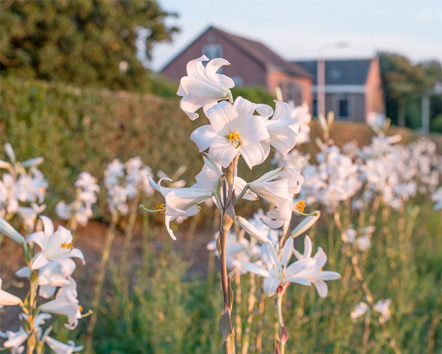 The Fascinating Story of the Madonna Lily (Lilium candidum)