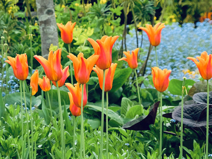 How to grow tulips in a British cottage garden