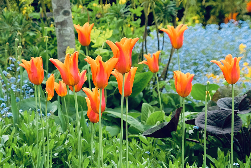 How to grow tulips in a British cottage garden