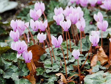 All about Cyclamen hederifolium