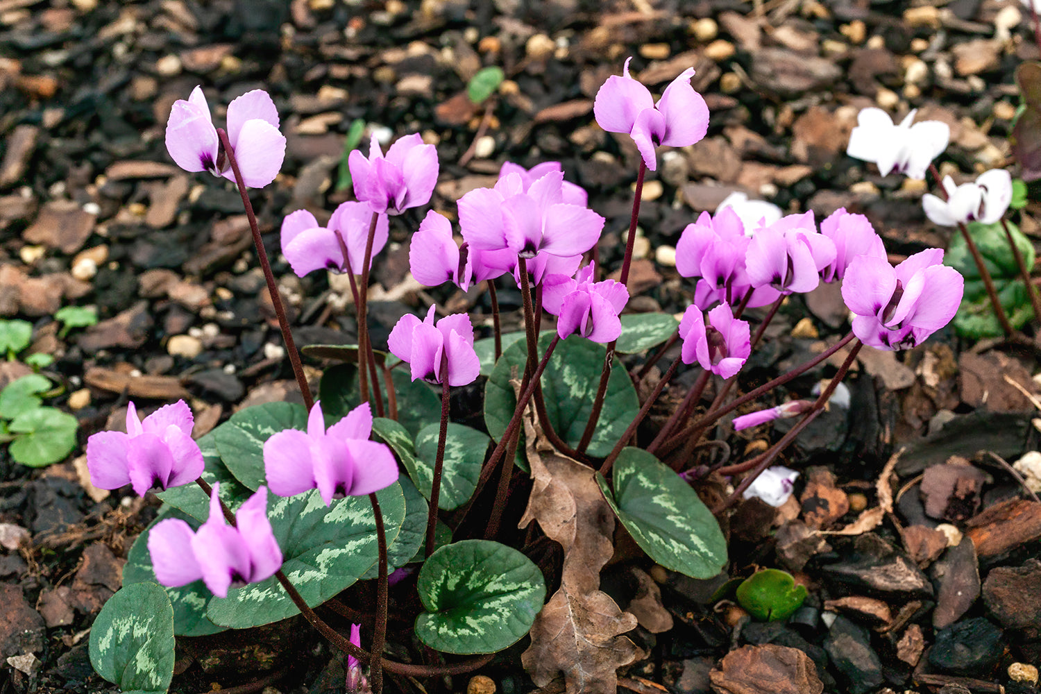 Cyclamen planting instructions / How to plant Cyclamen tubers — Farmer
