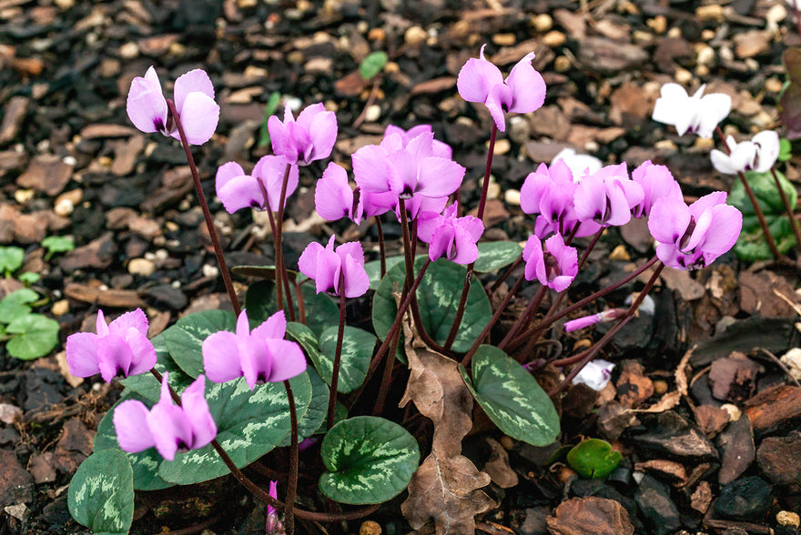 Cyclamen