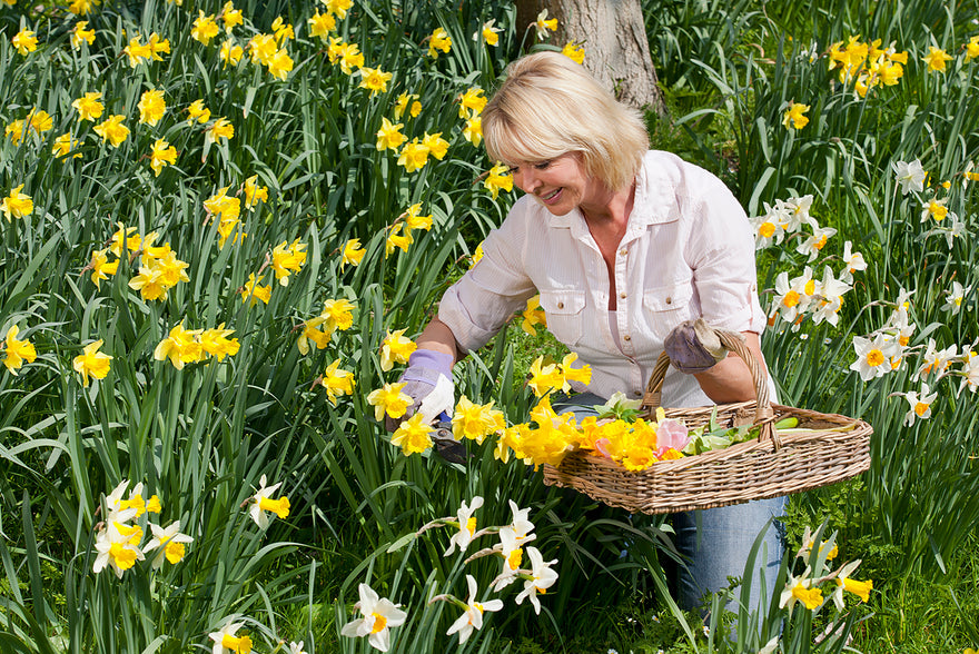 All you need to know about daffodils and narcissi
