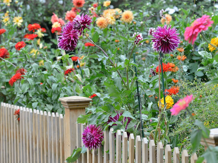 Top 30 most asked Dahlia questions—answered
