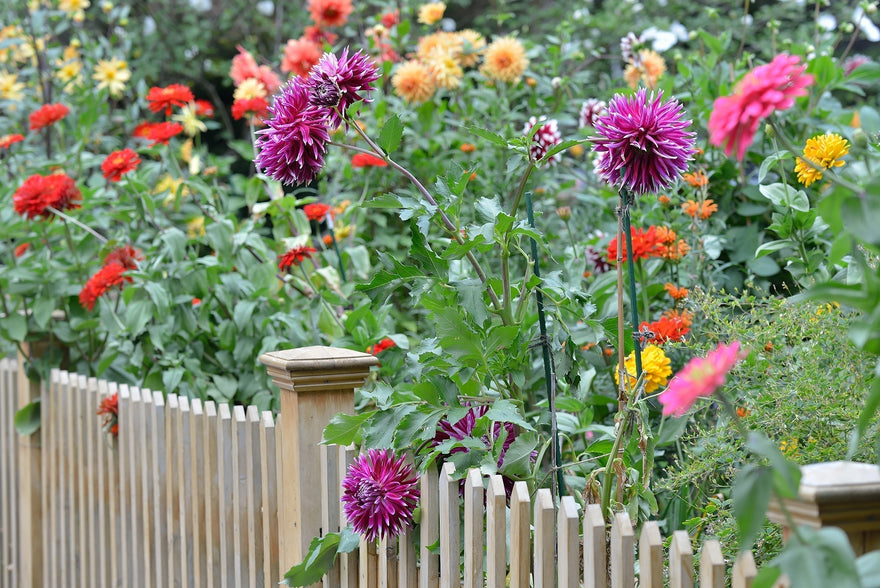 Top 30 most asked Dahlia questions—answered