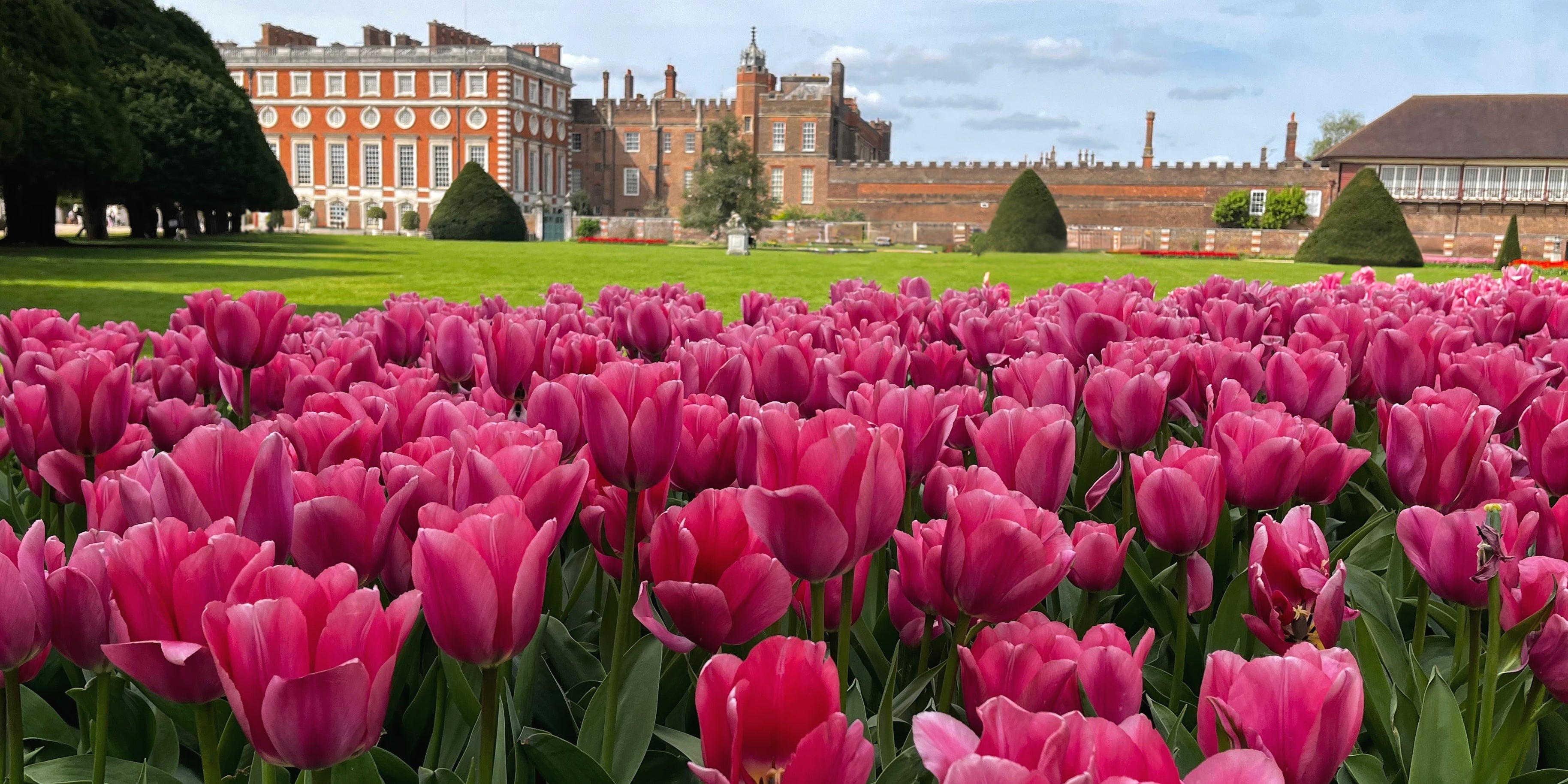 The History of Dutch Flower Bulbs in the UK Farmer Gracy