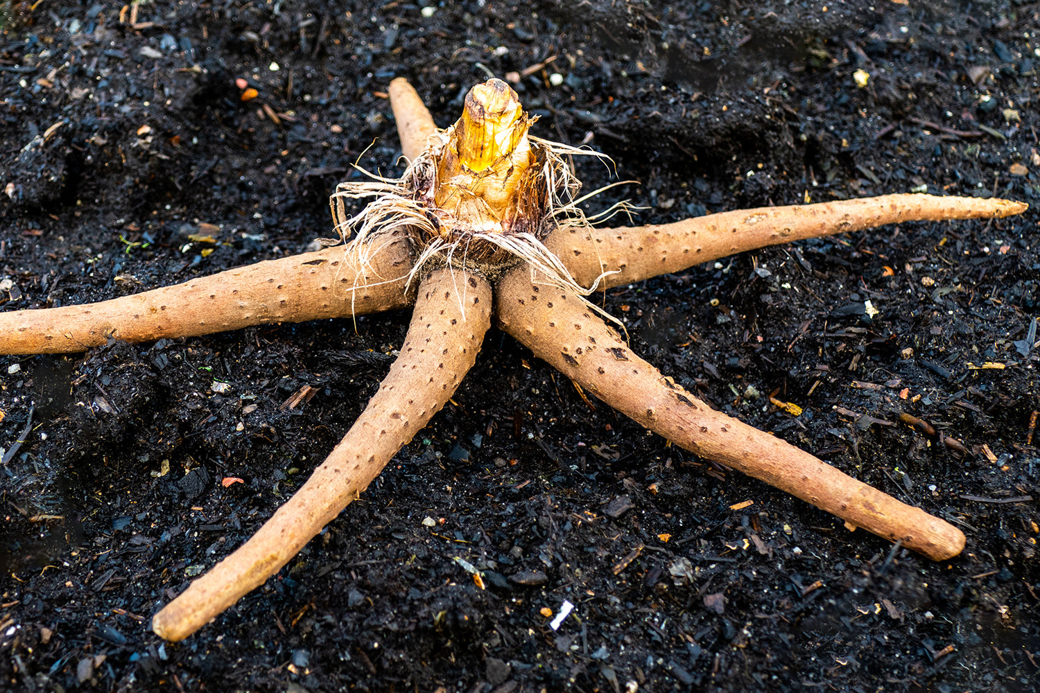 Eremurus planting instructions / How to plant Eremurus tubers — Farmer