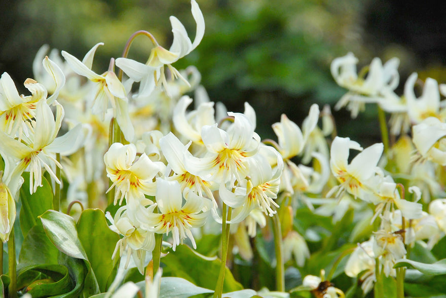 Erythronium