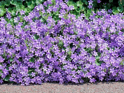 Top 10 ground cover plants for UK gardens