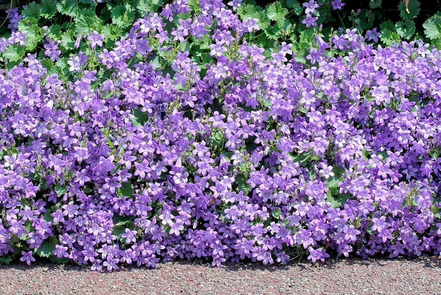 Top 10 ground cover plants for UK gardens