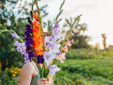 Gladiolus FAQs: the top questions, answered