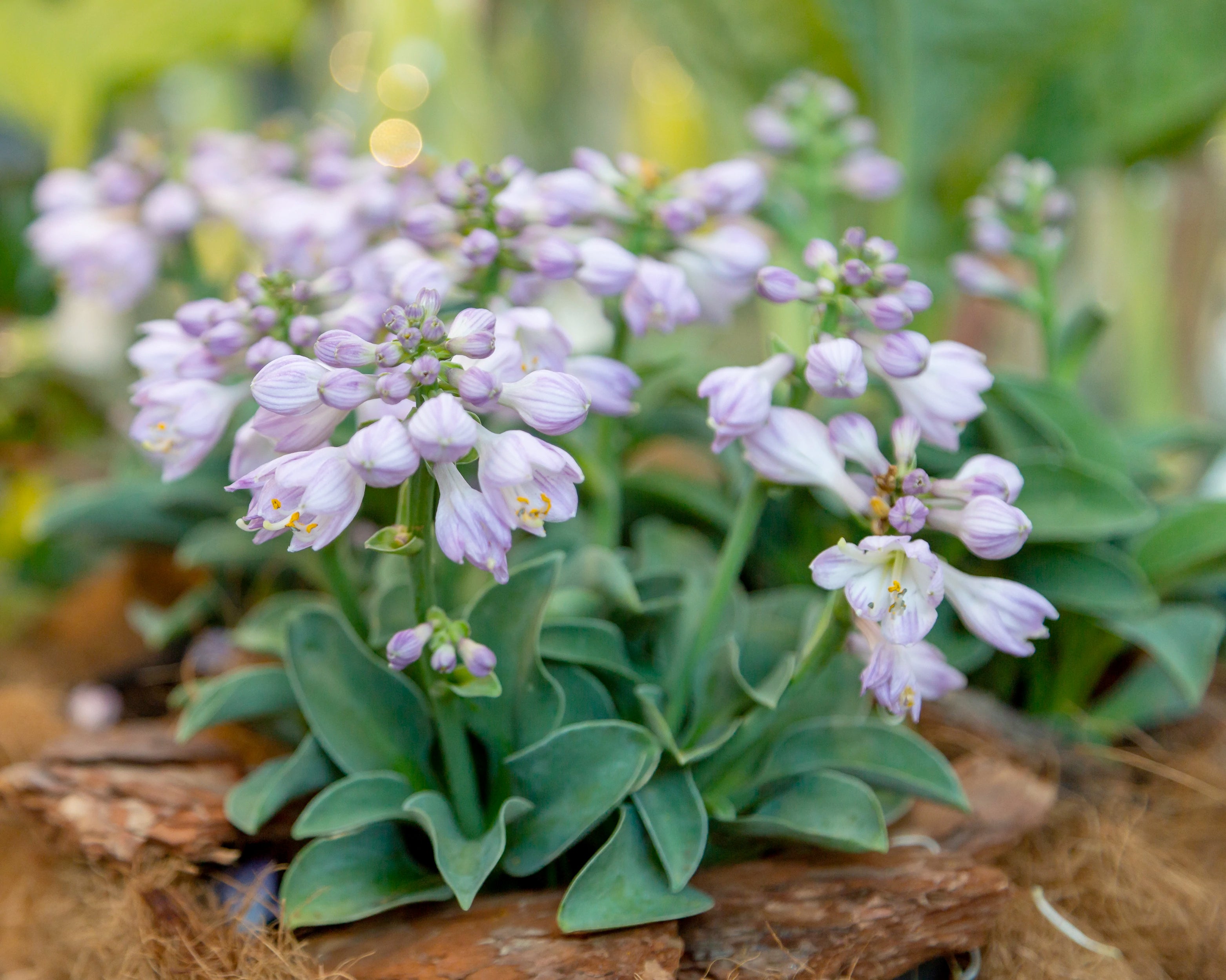 Hosta Devon Blue