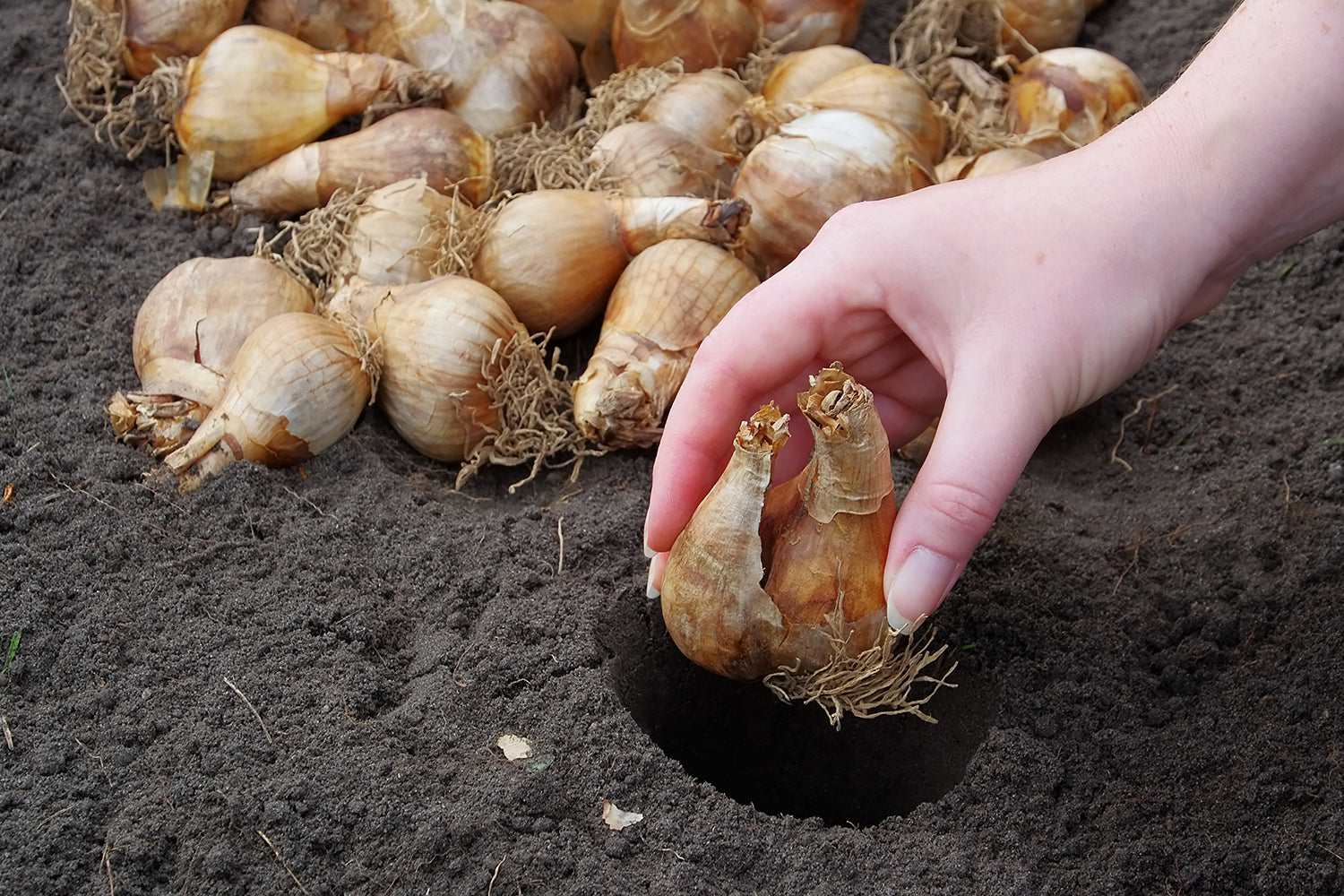 Narcissus planting instructions How to plant Narcissus bulbs