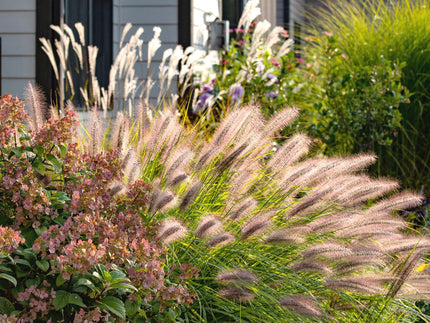Why your UK garden needs ornamental grasses