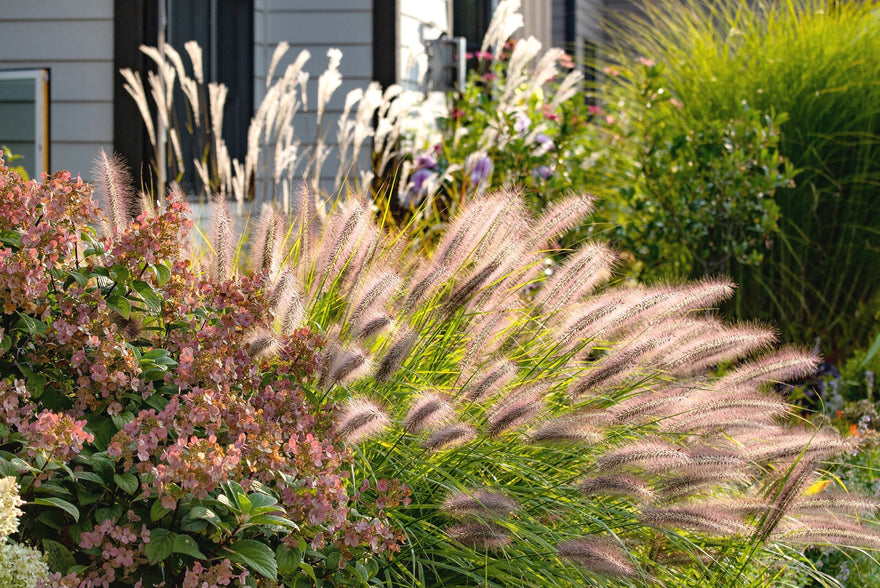 Why your UK garden needs ornamental grasses