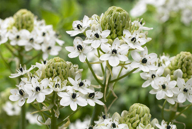 Ornithogalum: the must-have garden plant you didn't know about - Farmer  Gracy's Blog