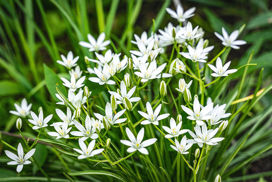 Ornithogalum