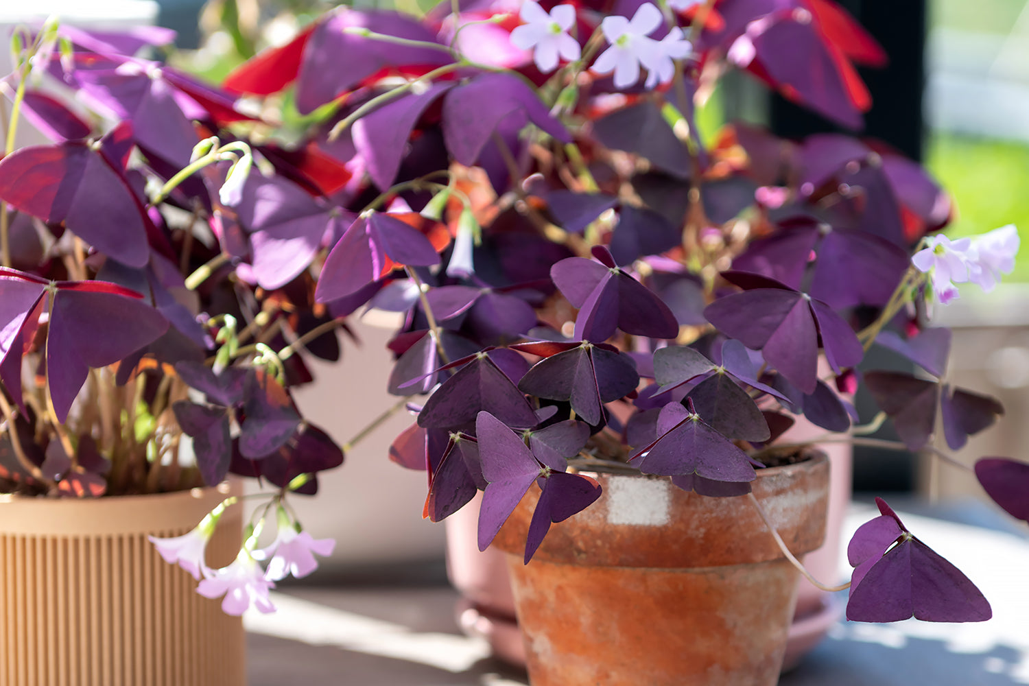 Oxalis planting instructions (spring) / How to plant Oxalis bulbs