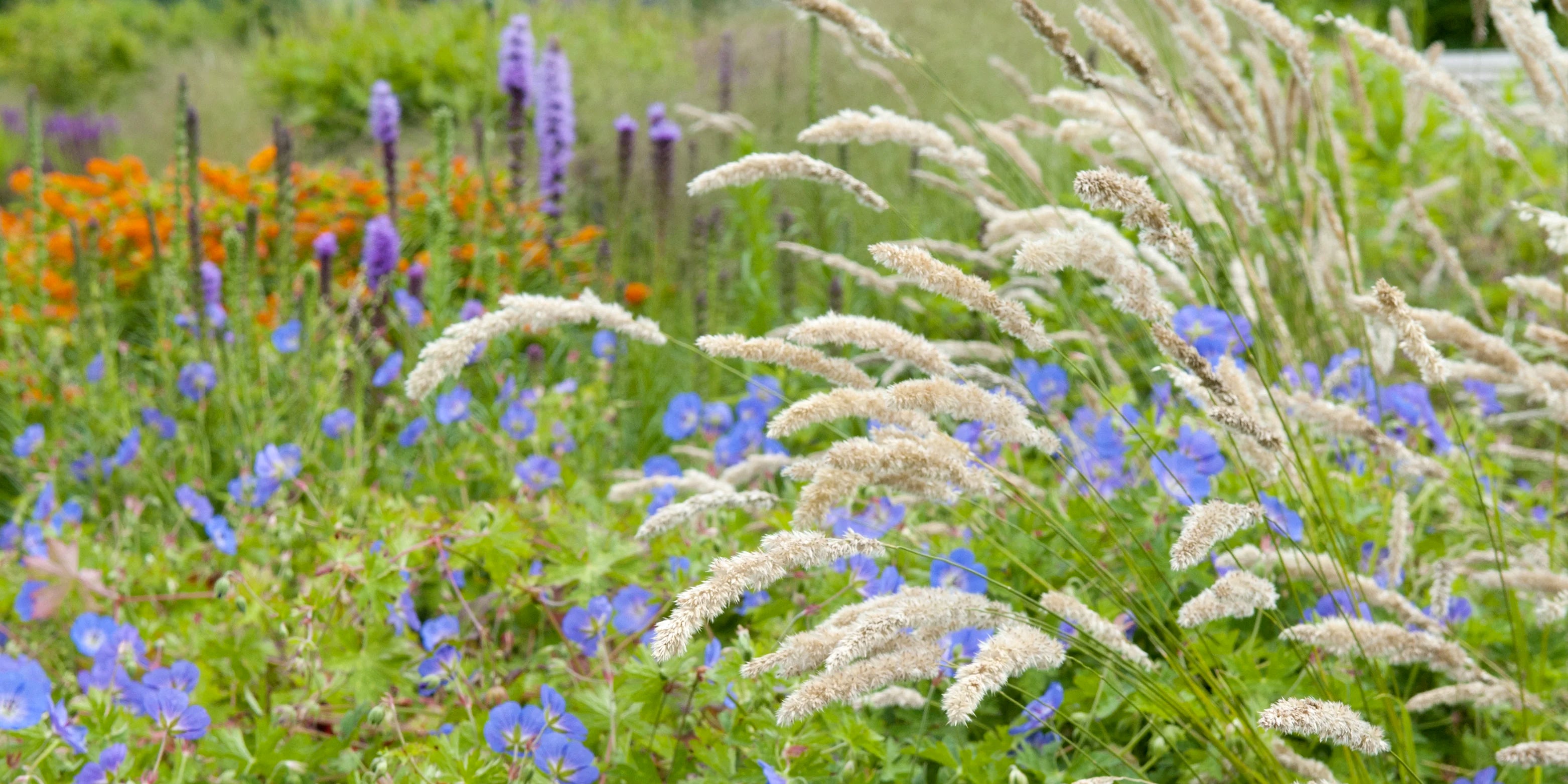 Plants for clearance clay soil