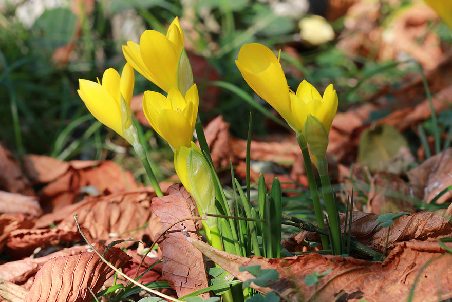 Sternbergia