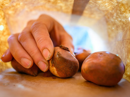 How to store flower bulbs in the UK? A complete guide