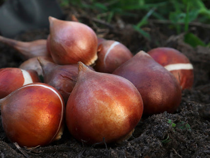 The life cycle of flower bulbs — from dormancy to bloom