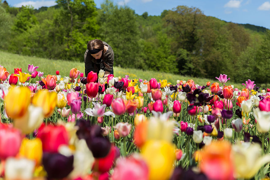 Tulips — all you need to know about tulip bulbs