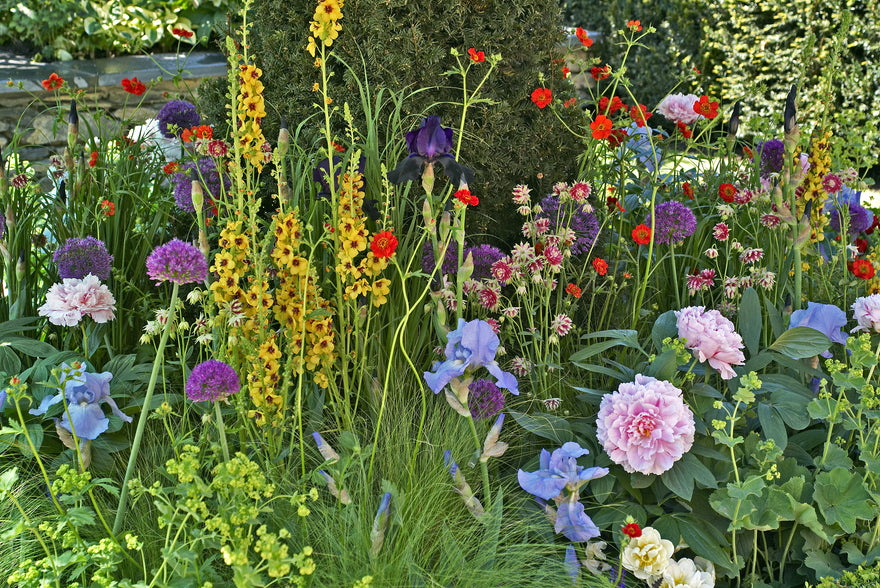 How to achieve year-round colour with bulbs & plants