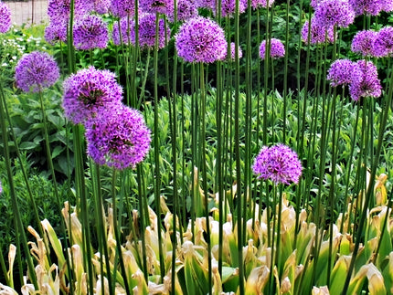 Why do my Allium leaves turn yellow? How to handle yellowed Allium foliage