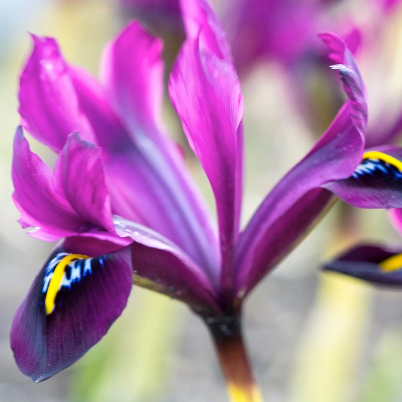 Iris Bulbs — Buy online at Farmer Gracy UK