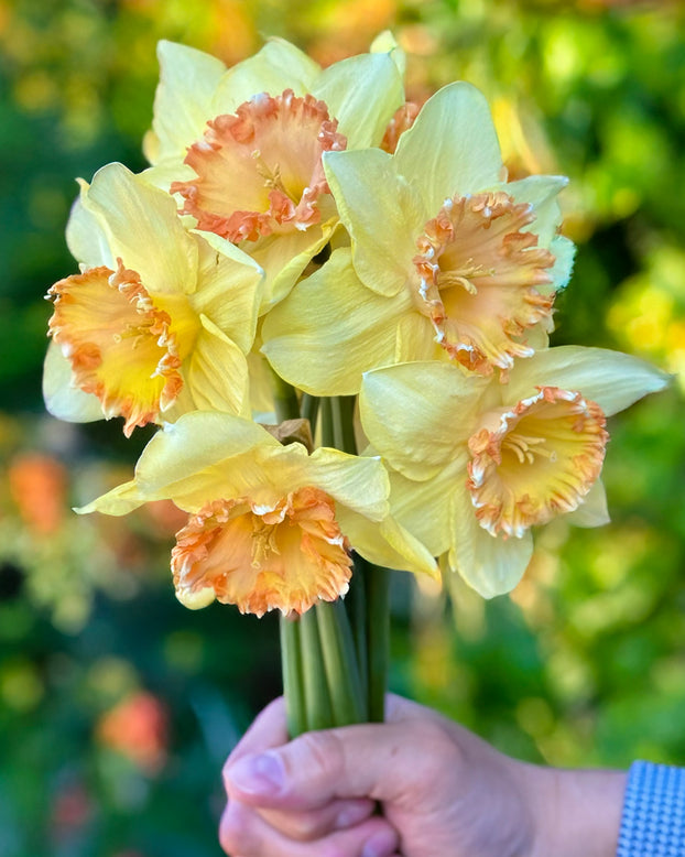 Narcissus 'By George'