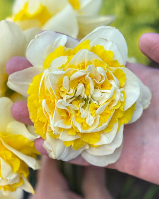 Narcissus 'Dutch Lion' Narcissus 'Dutch Lion'