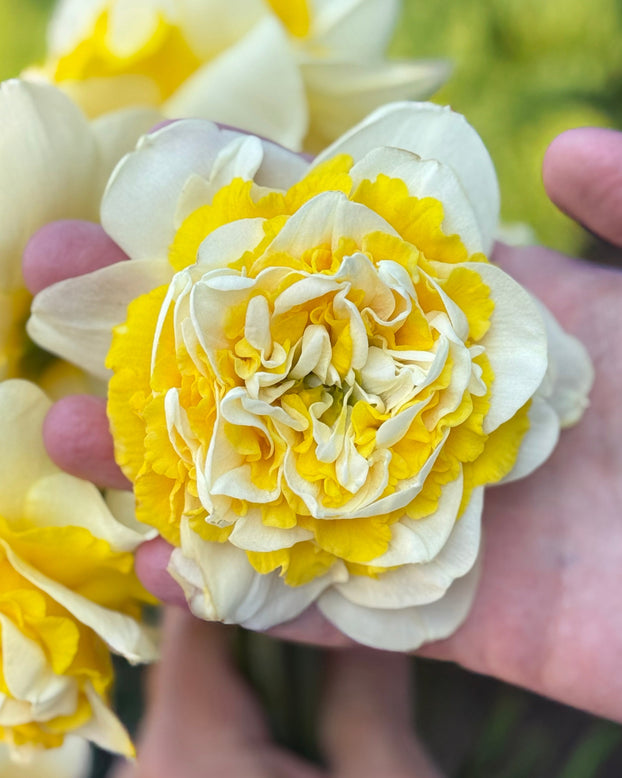 Narcissus 'Dutch Lion'