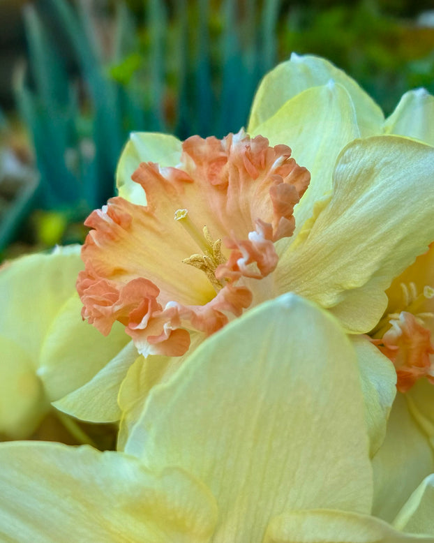 Narcissus 'By George'