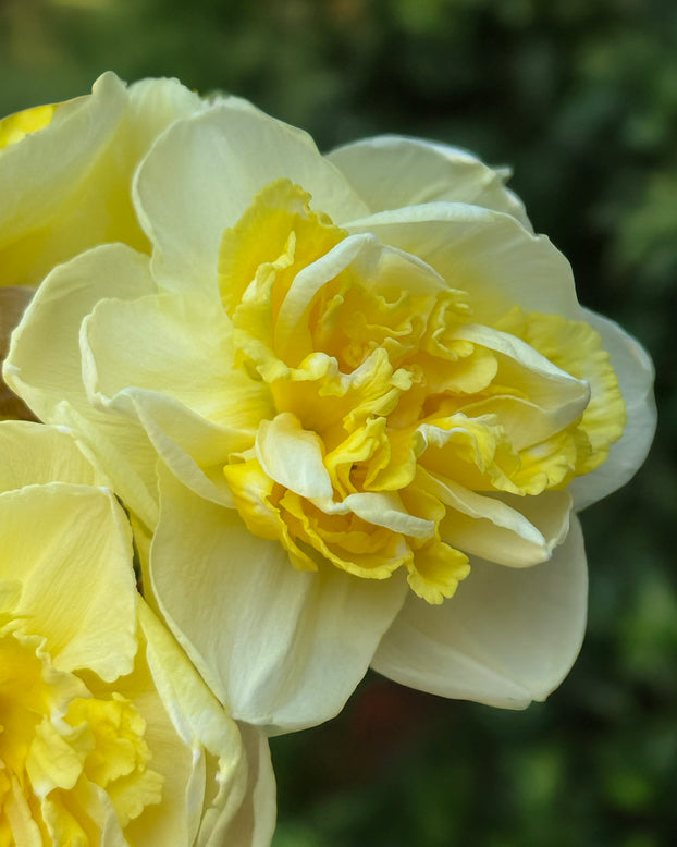 Narcissus 'Garden Pleasure'
