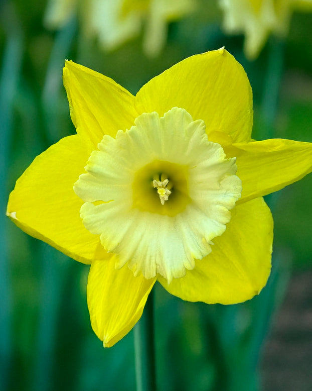 Narcissus 'Green Garden'