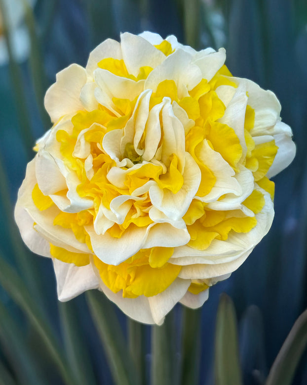 Narcissus 'Dutch Lion'