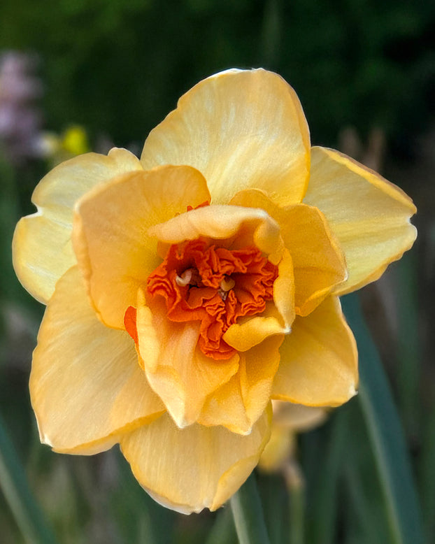 Narcissus 'Waylon'