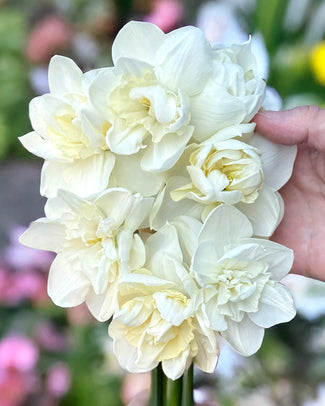 Narcissus 'Androcles' Narcissus 'Androcles'