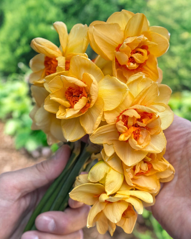 Narcissus 'Waylon'
