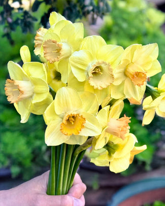 Narcissus 'Chemeketa' Narcissus 'Chemeketa'